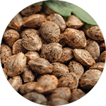 Dutch Passion cannabis seed finder