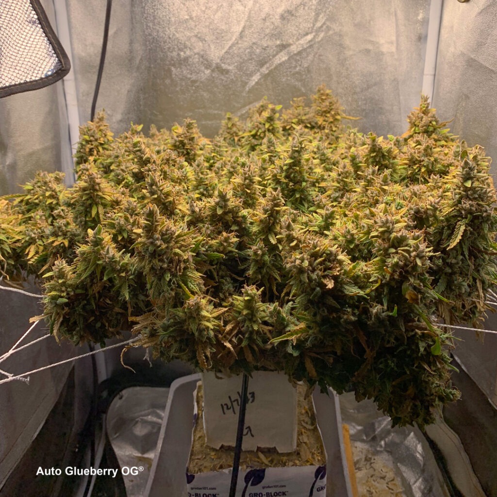 Auto Glueberry OG grown indoors hydroponically by 420Autoflower (A)
