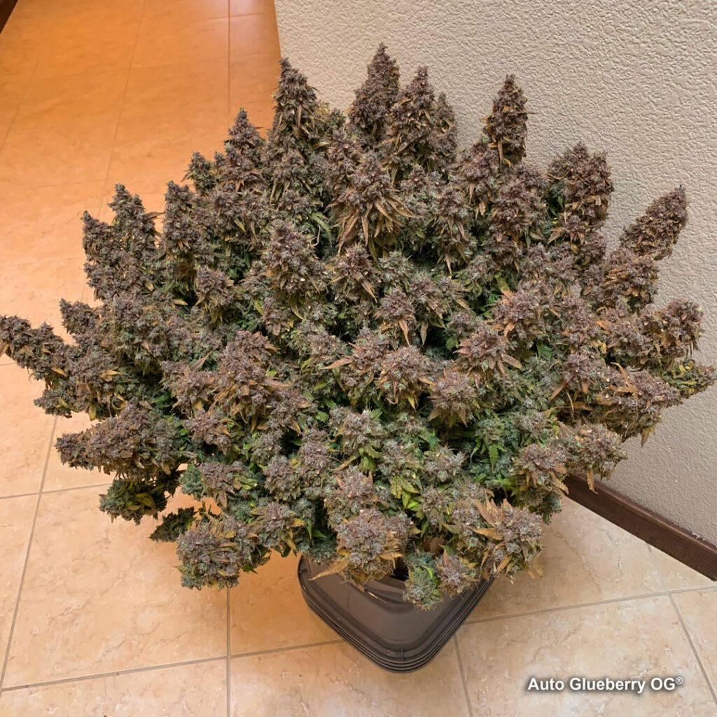 Auto Glueberry OG grown indoors hydroponically by 420Autoflower (C)