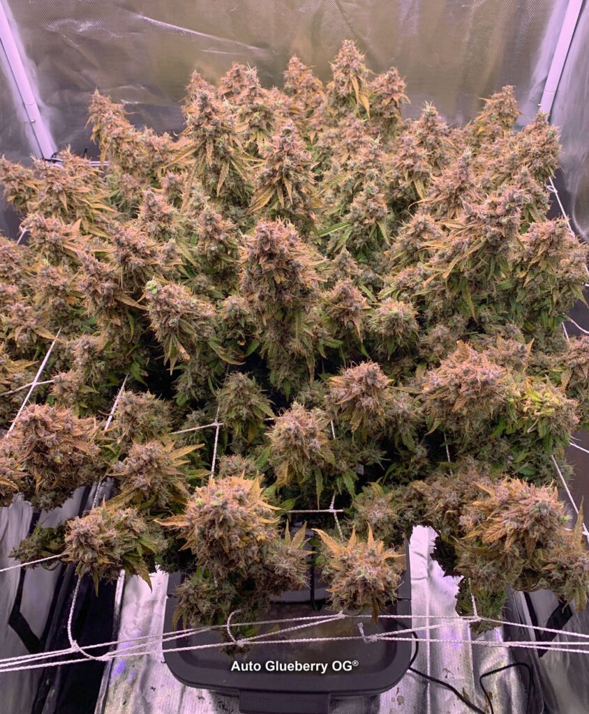 Auto Glueberry OG grown indoors hydroponically by 420Autoflower (D)