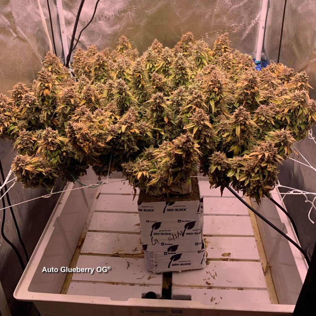 Auto Glueberry OG grown indoors hydroponically by 420Autoflower (E)