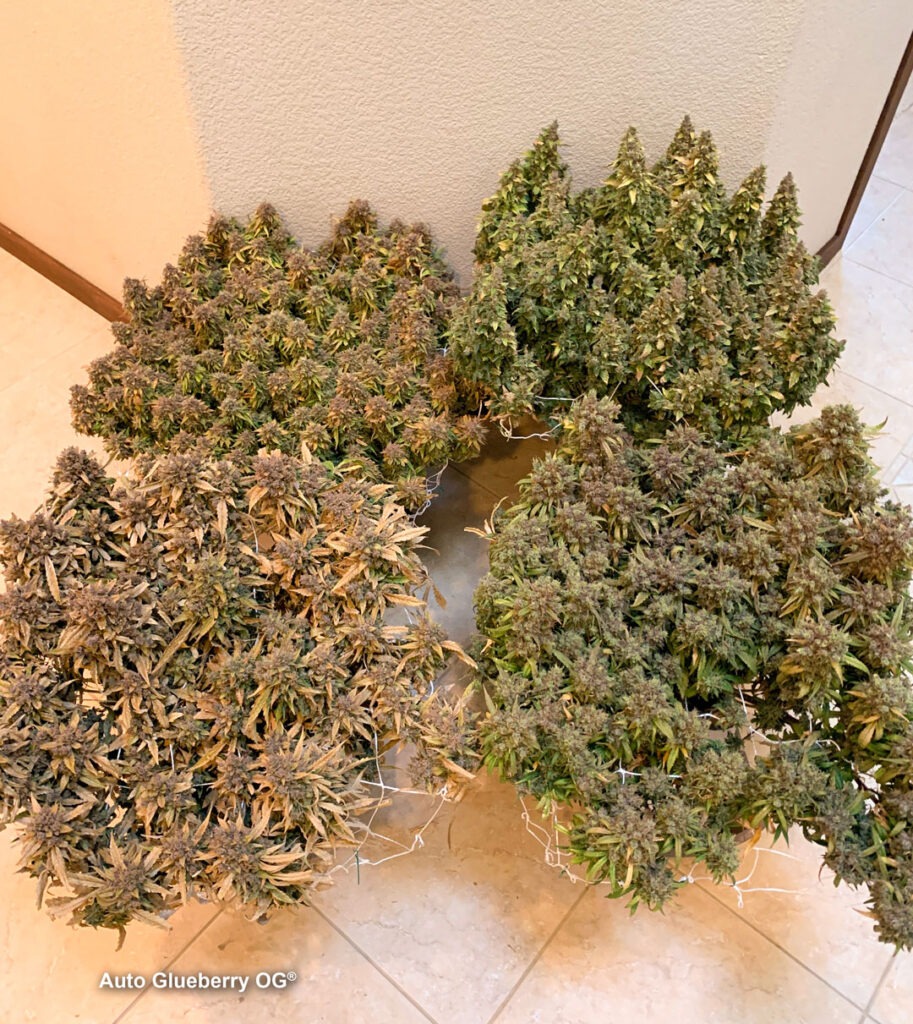 Auto Glueberry OG grown indoors hydroponically by 420Autoflower (F)