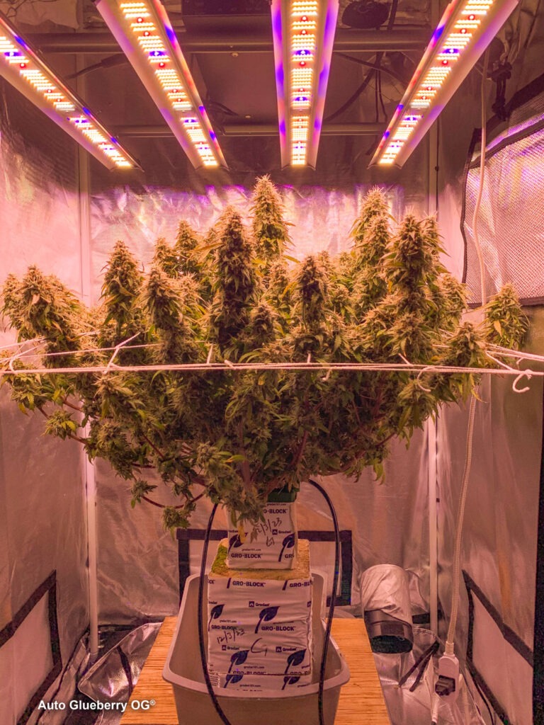 Auto Glueberry OG grown indoors hydroponically by 420Autoflower (G)