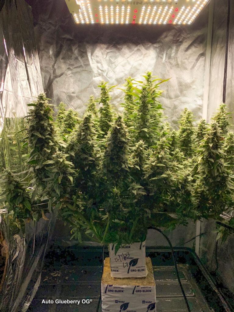 Auto Glueberry OG grown indoors hydroponically by 420Autoflower (H)