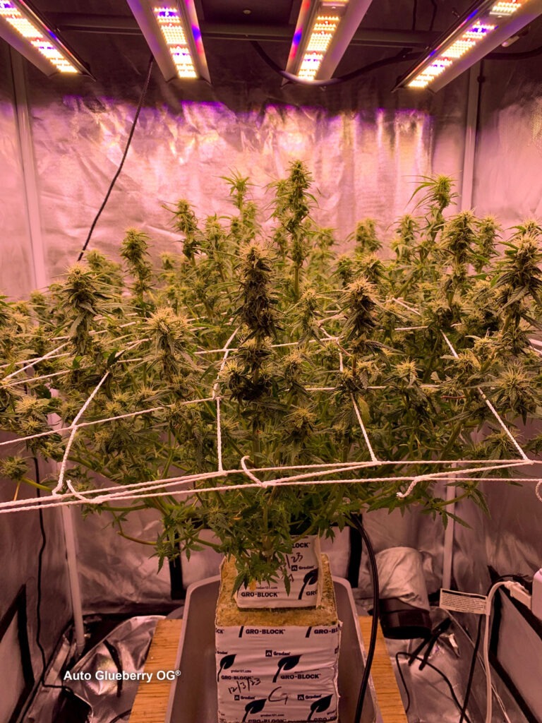 Auto Glueberry OG grown indoors hydroponically by 420Autoflower (J)