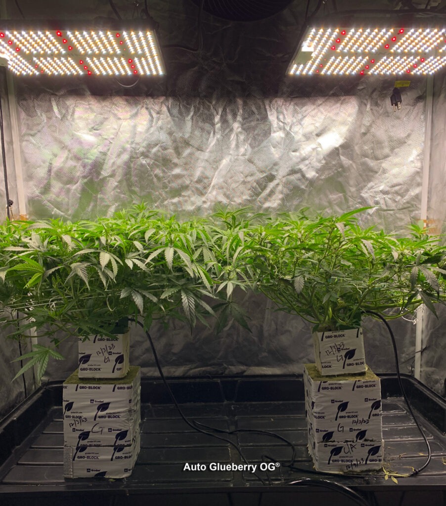 Auto Glueberry OG grown indoors hydroponically by 420Autoflower (K)
