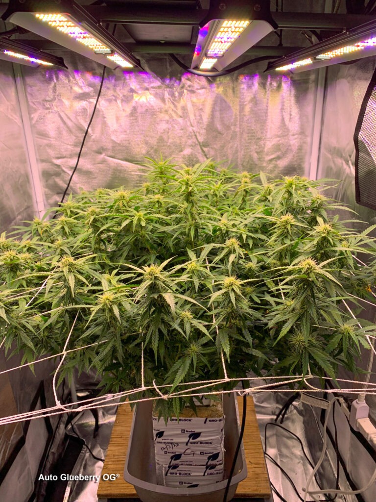 Auto Glueberry OG grown indoors hydroponically by 420Autoflower (L)