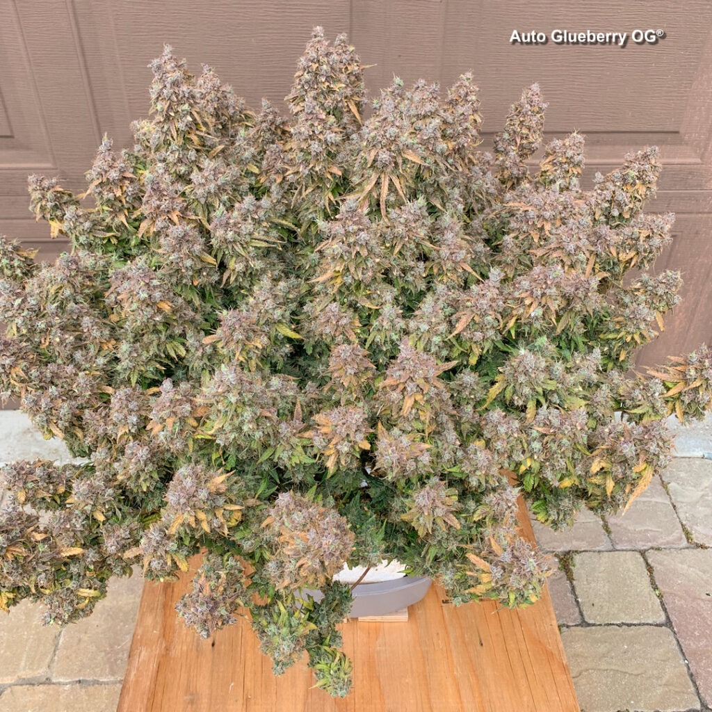 Auto Glueberry OG grown indoors hydroponically by 420Autoflower (M)