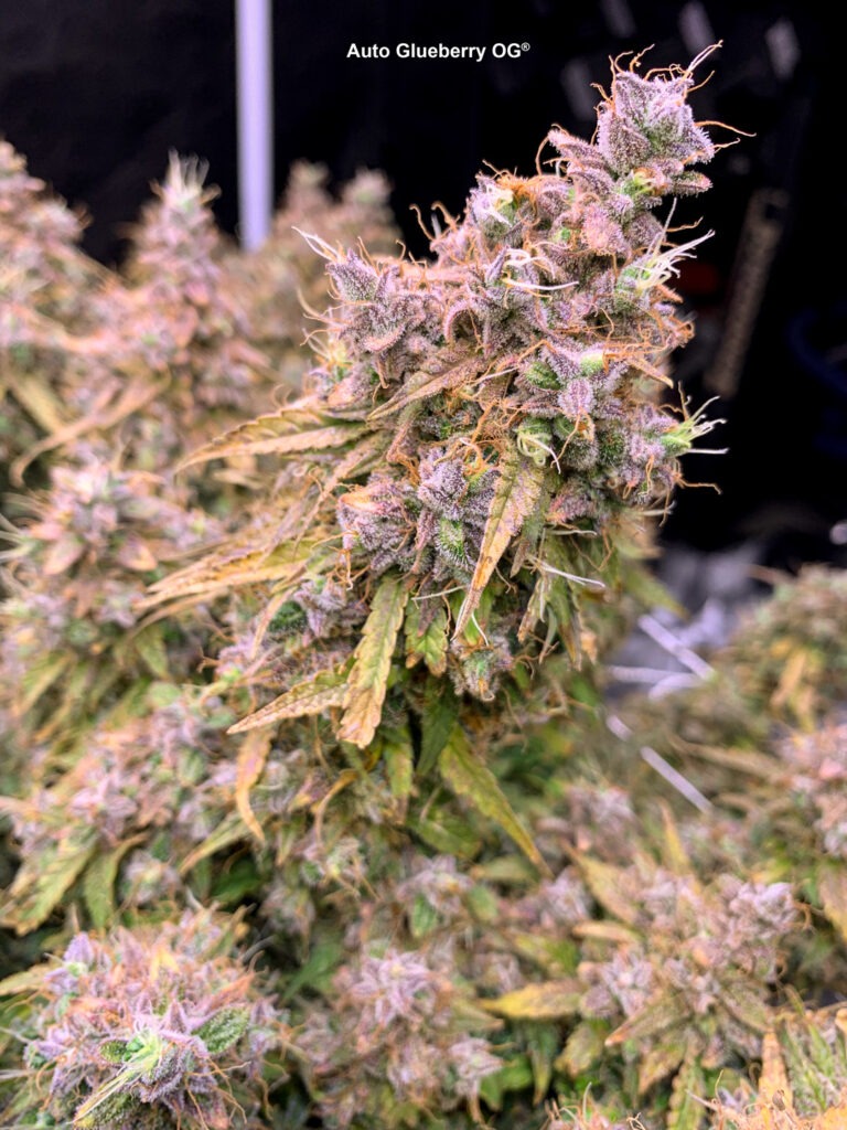 Auto Glueberry OG grown indoors hydroponically by 420Autoflower (N)