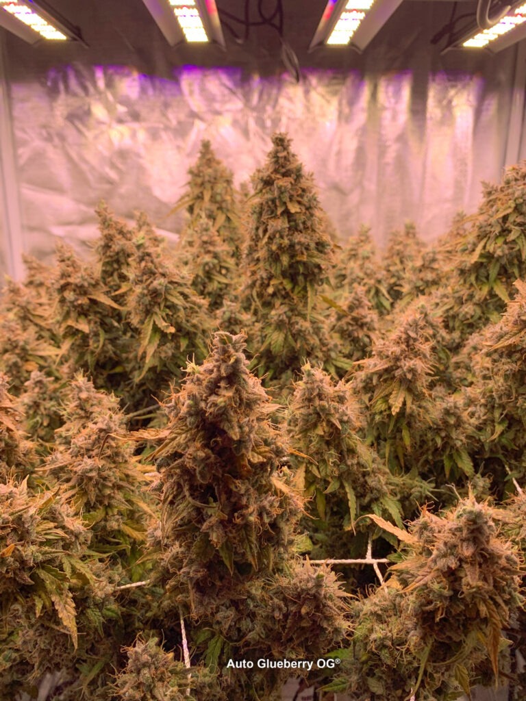 Auto Glueberry OG grown indoors hydroponically by 420Autoflower (P)
