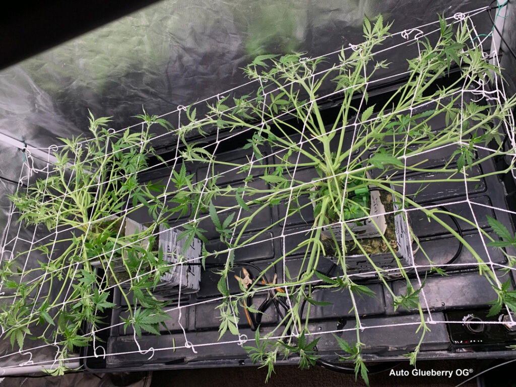 Auto Glueberry OG grown indoors hydroponically by 420Autoflower (R)