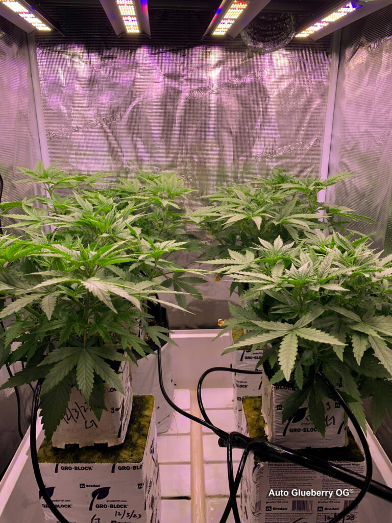 Auto Glueberry OG grown indoors hydroponically by 420Autoflower (S)