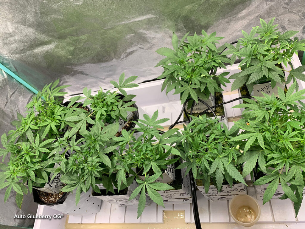 Auto Glueberry OG grown indoors hydroponically by 420Autoflower (T)