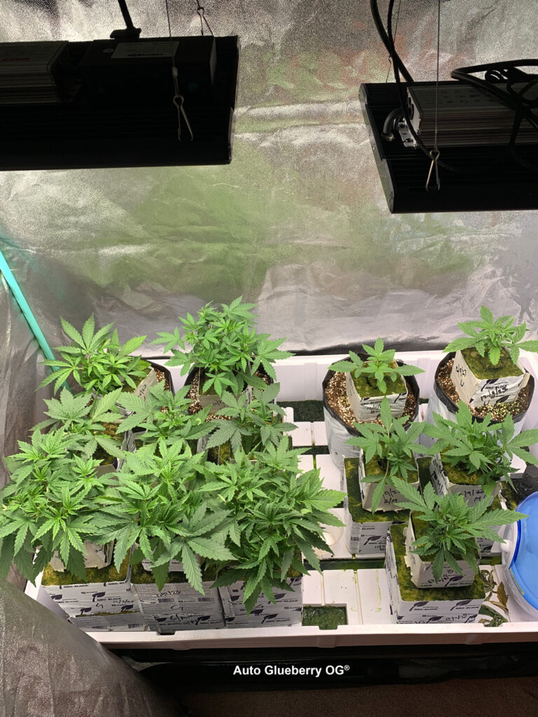 Auto Glueberry OG grown indoors hydroponically by 420Autoflower (U)