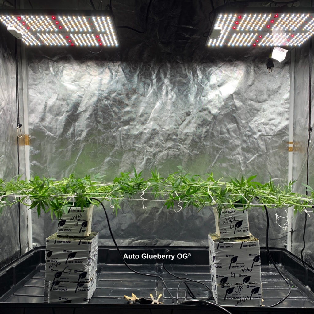 Auto Glueberry OG grown indoors hydroponically by 420Autoflower (V)