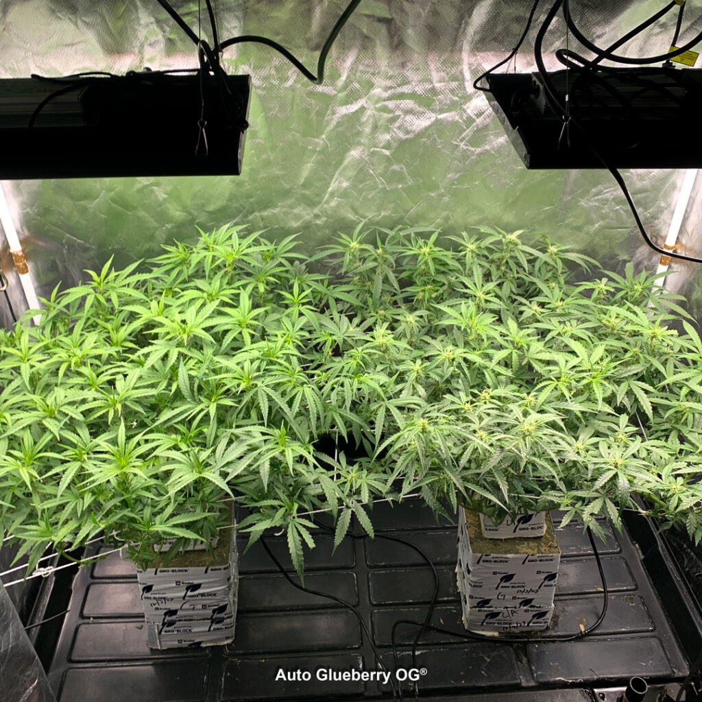 Auto Glueberry OG grown indoors hydroponically by 420Autoflower (Y)