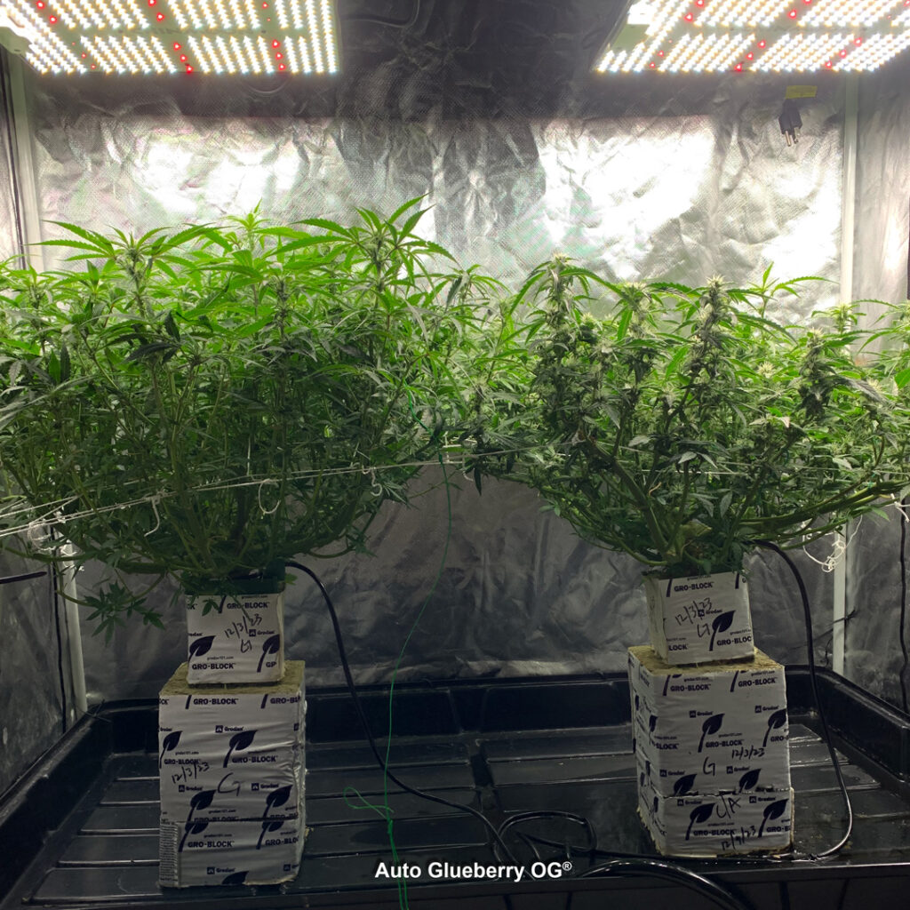 Auto Glueberry OG grown indoors hydroponically by 420Autoflower (Z)