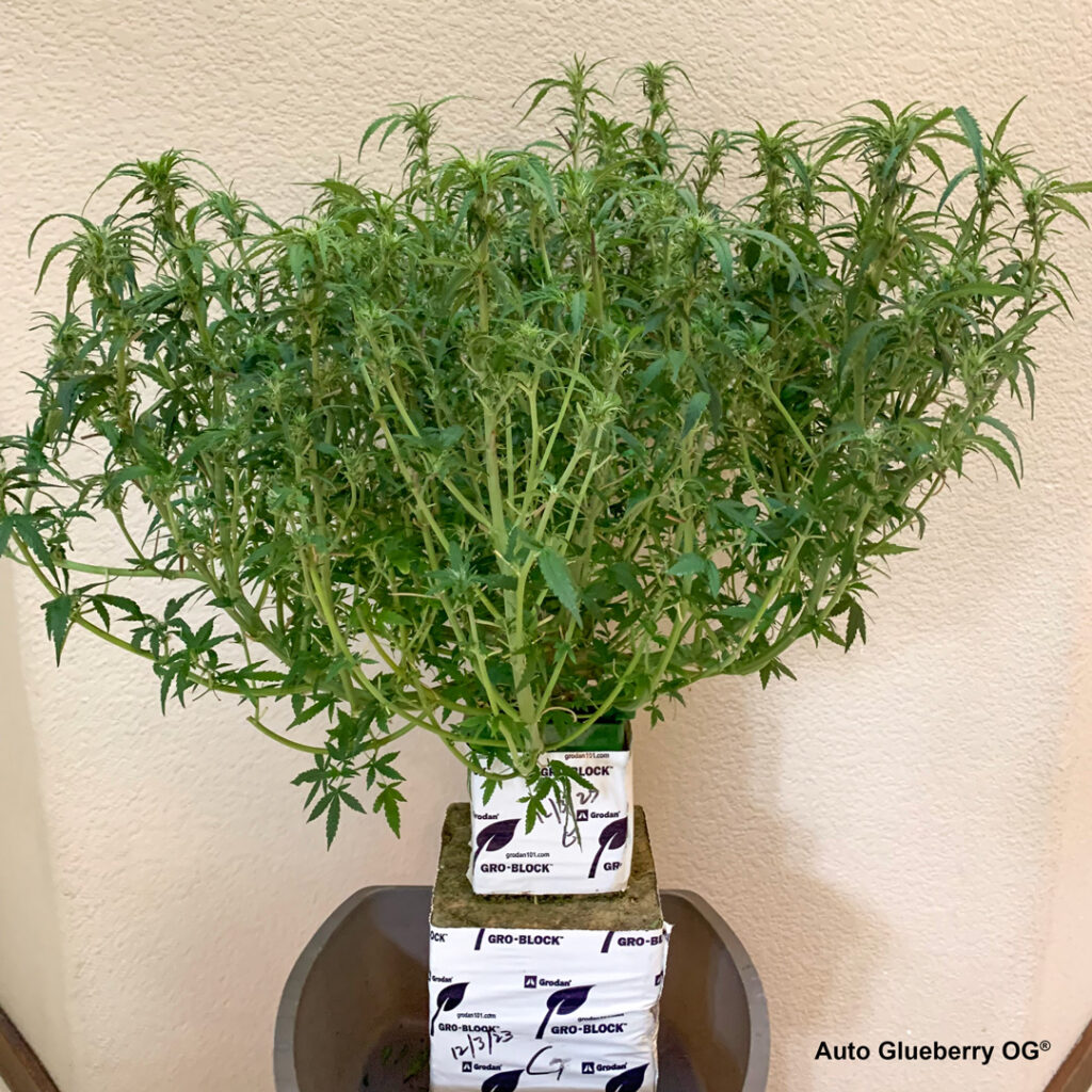 Auto Glueberry OG grown indoors hydroponically by 420Autoflower (Z2)