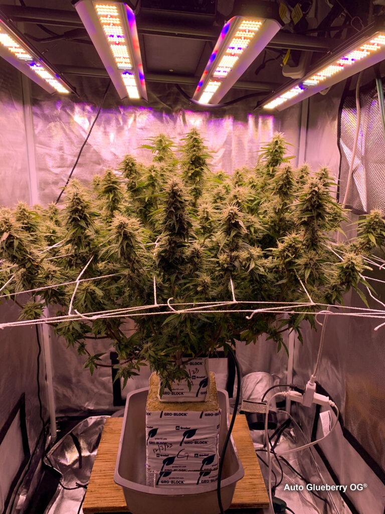 Auto Glueberry OG grown indoors hydroponically by 420Autoflower (I)