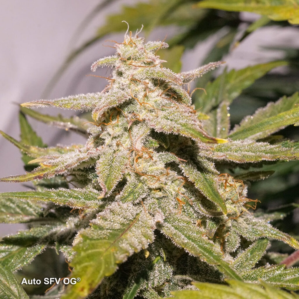 Auto SFV OG grown by Antonio (Flowering stage)