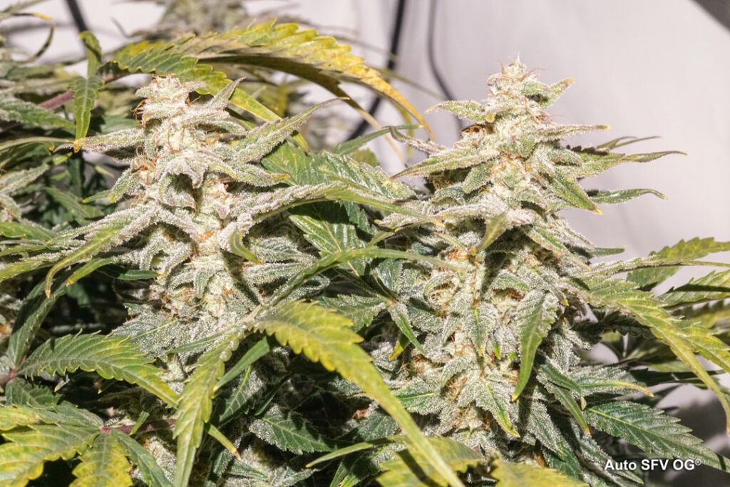 Auto SFV OG grown by Antonio (Flowering stage)