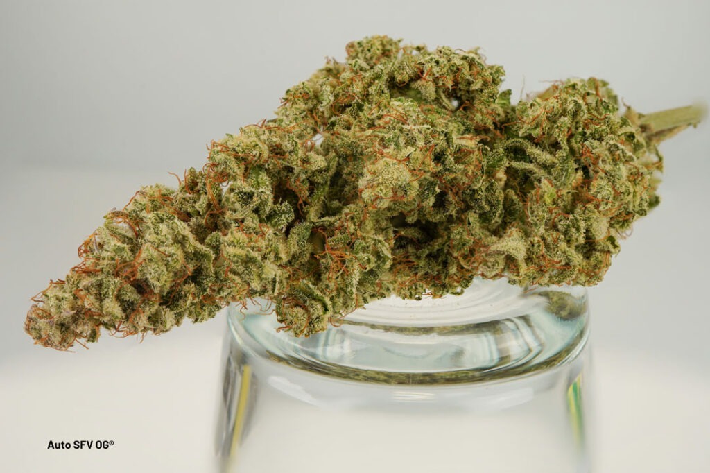 Auto SFV OG THC-rich dry bud grown by Antonio