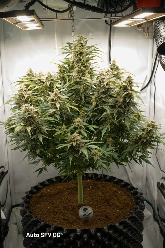 Auto SFV OG grown by Antonio (Flowering stage)