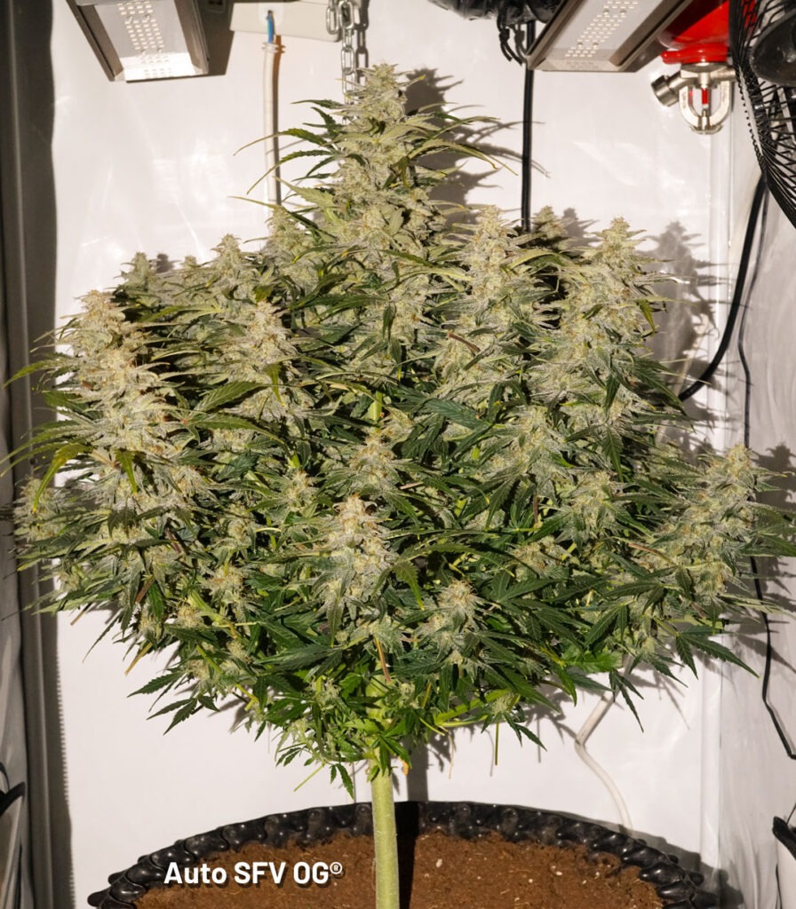 Auto SFV OG grown by Antonio (Flowering stage)