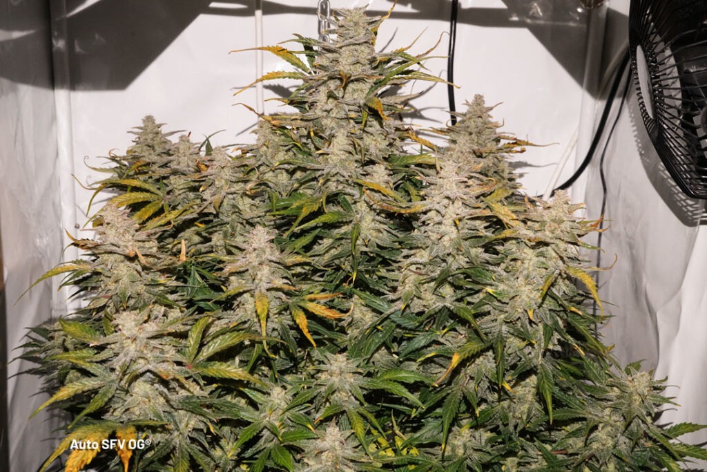 Auto SFV OG grown by Antonio (Flowering stage)