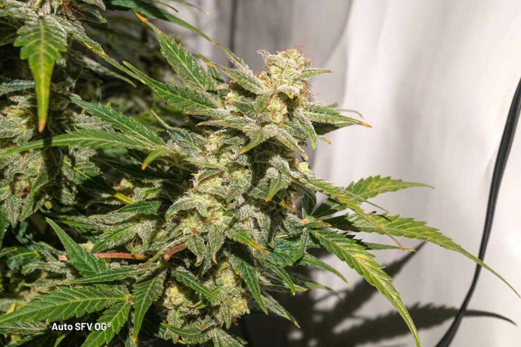Auto SFV OG grown by Antonio (Flowering stage)