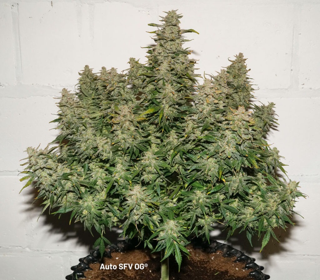 Auto SFV OG grown by Antonio (Flowering stage)