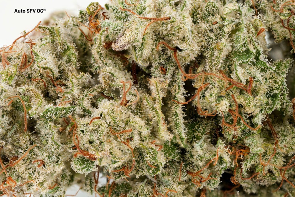 Auto SFV OG THC-rich dry bud grown by Antonio