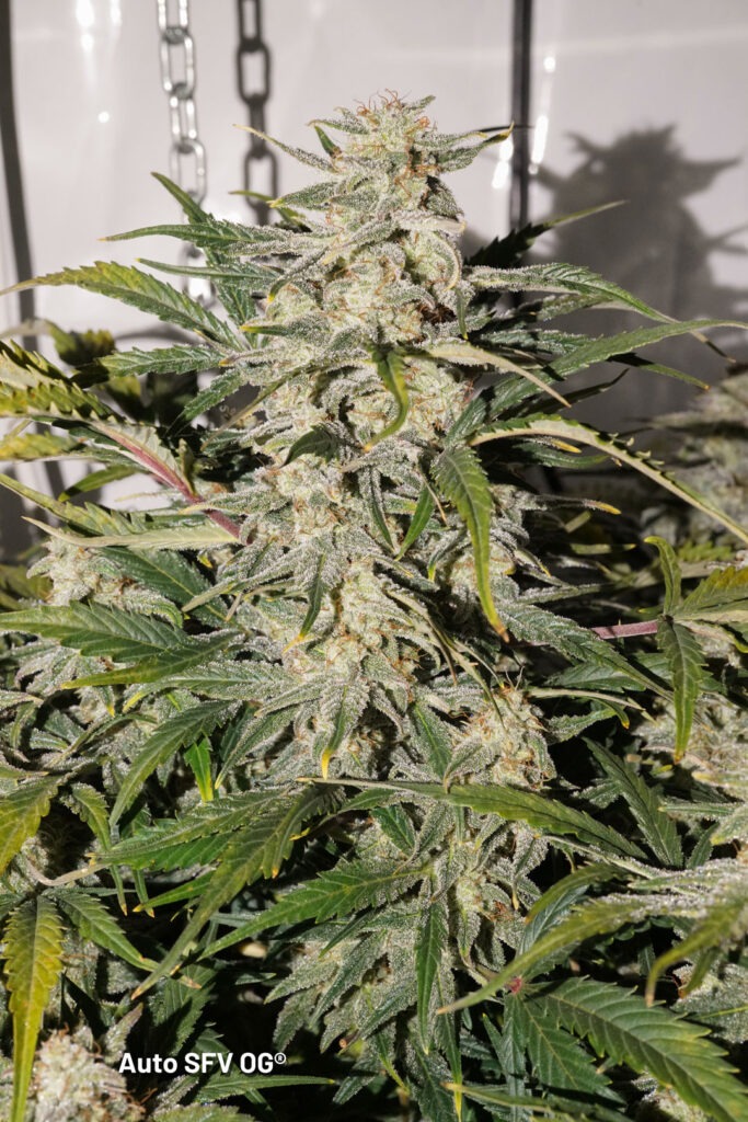 Auto SFV OG grown by Antonio (Flowering stage)