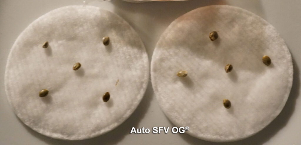 Auto SFV OG grown by Antonio (Germination stage)