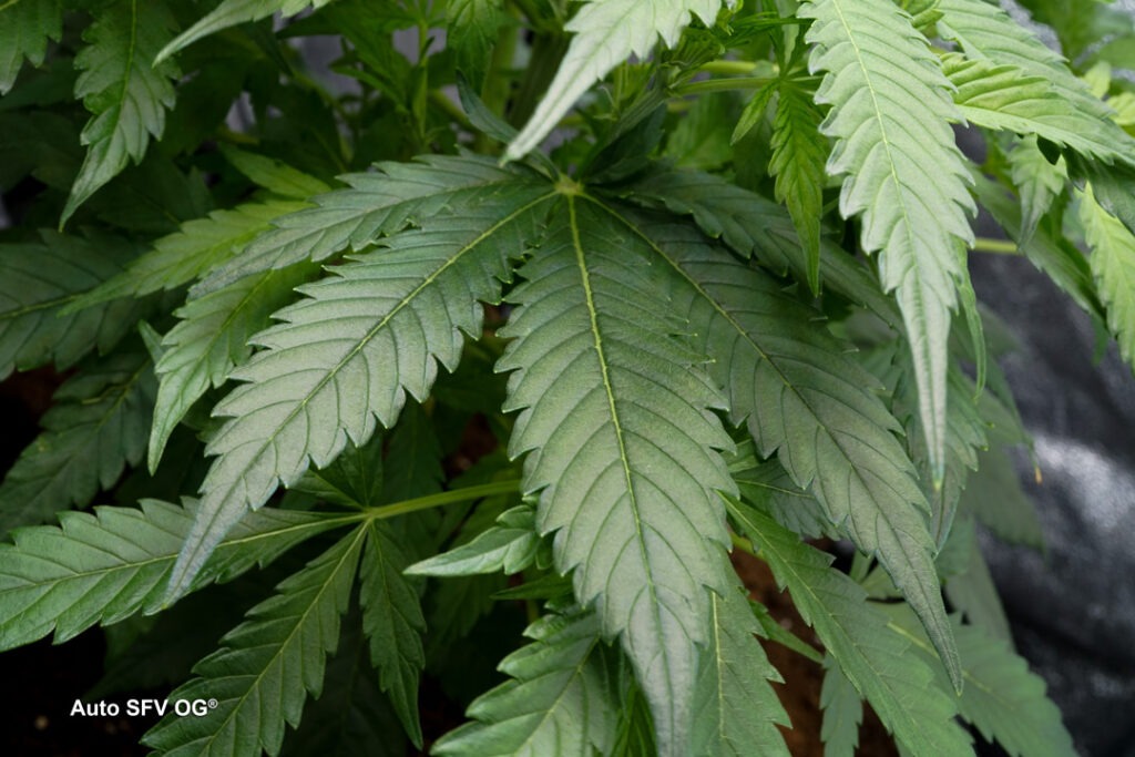 Auto SFV OG grown by Antonio (Vegetative stage)