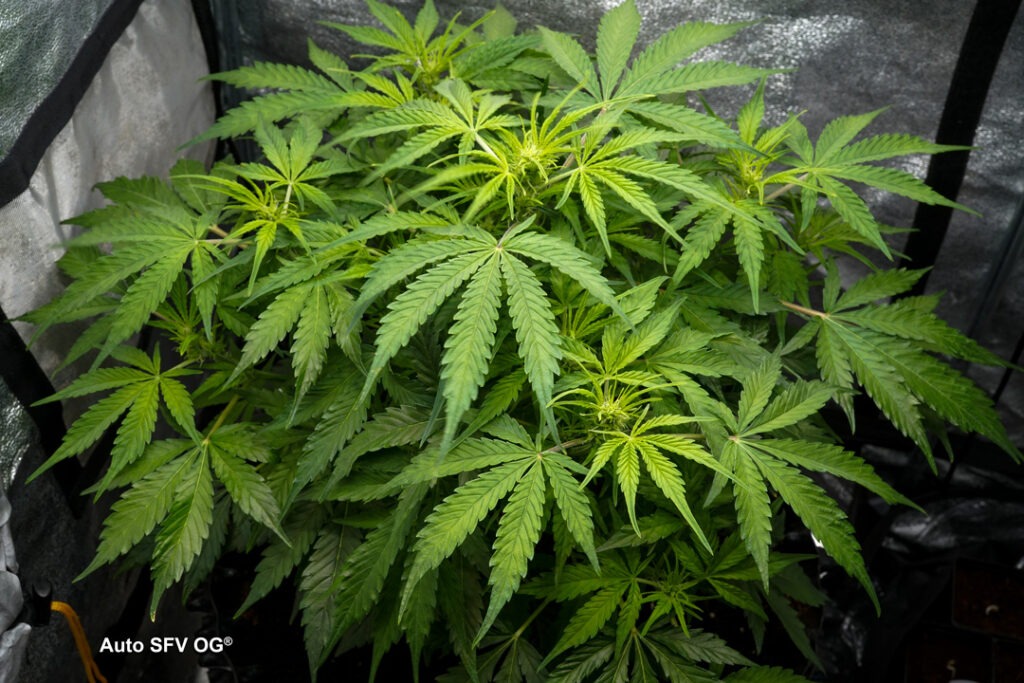 Auto SFV OG grown by Antonio (Flowering stage)