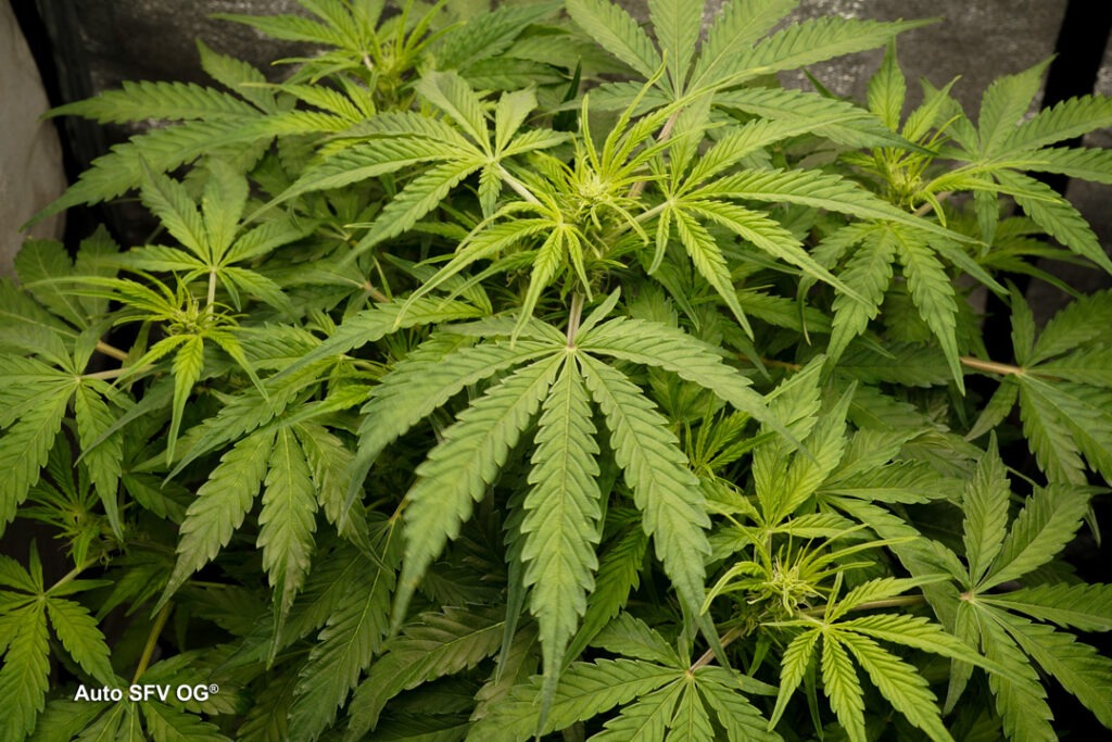 Auto SFV OG grown by Antonio (Flowering stage)