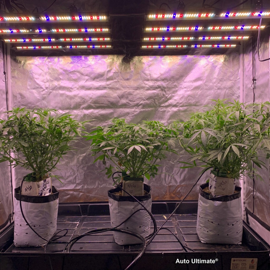 Auto Ultimate grown indoors hydroponically by 420Autoflower (A)