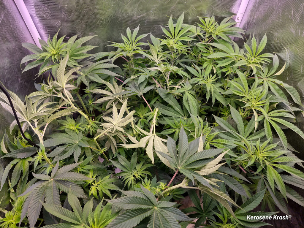 Kerosene Krash cannabis seed to harvest grow report by St Tom (A)