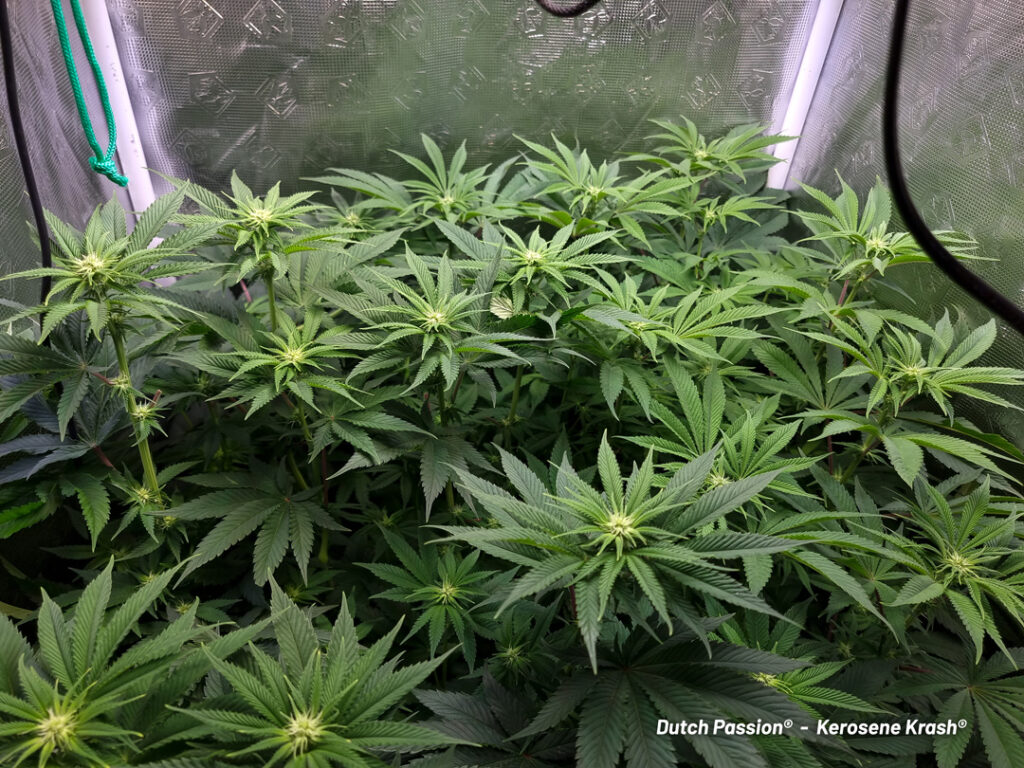 Kerosene Krash cannabis seed to harvest grow report by St Tom (B)