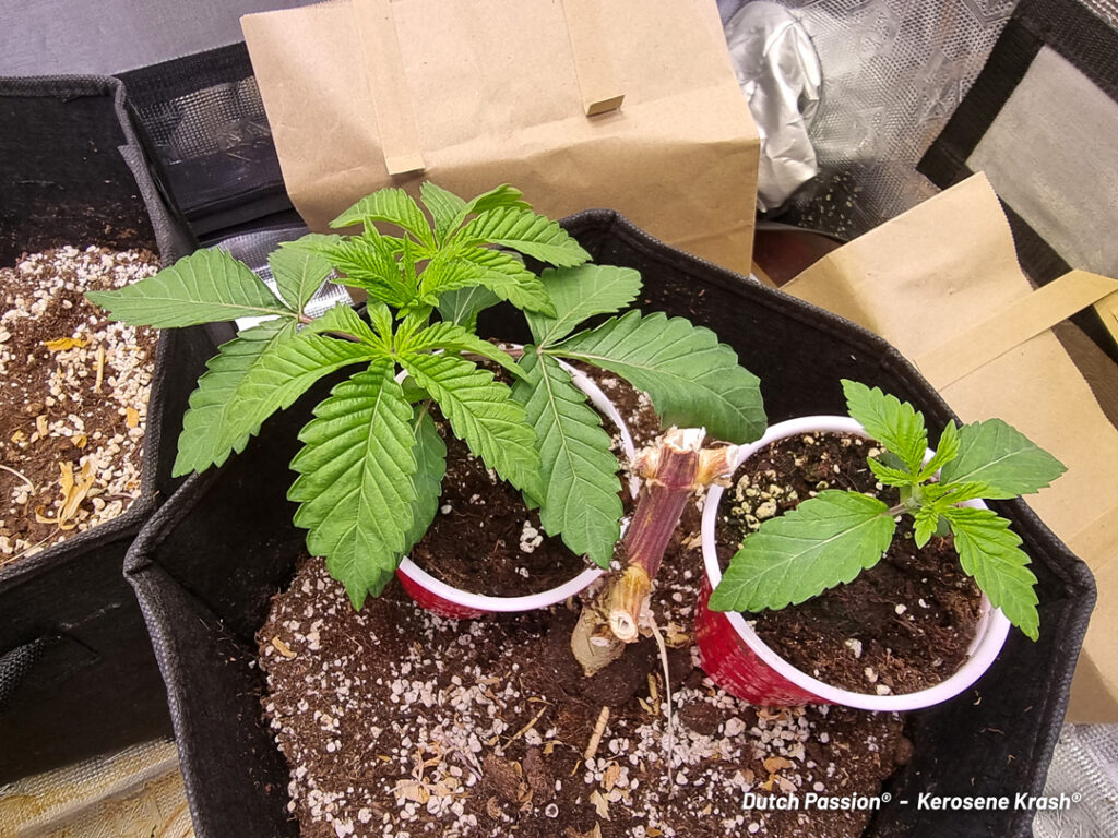 Kerosene Krash cannabis seed to harvest grow report by St Tom (C)