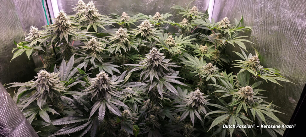 Kerosene Krash cannabis seed to harvest grow report by St Tom (J)