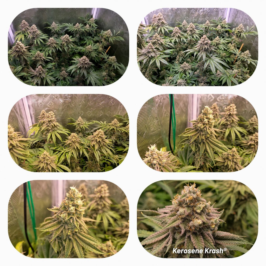 Kerosene Krash cannabis seed to harvest grow report by St Tom (M)