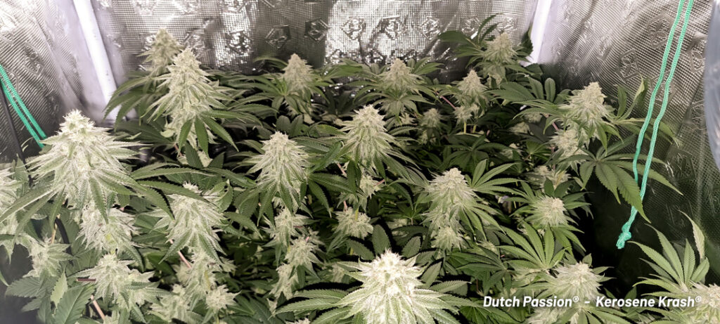 Kerosene Krash cannabis seed to harvest grow report by St Tom (Q)