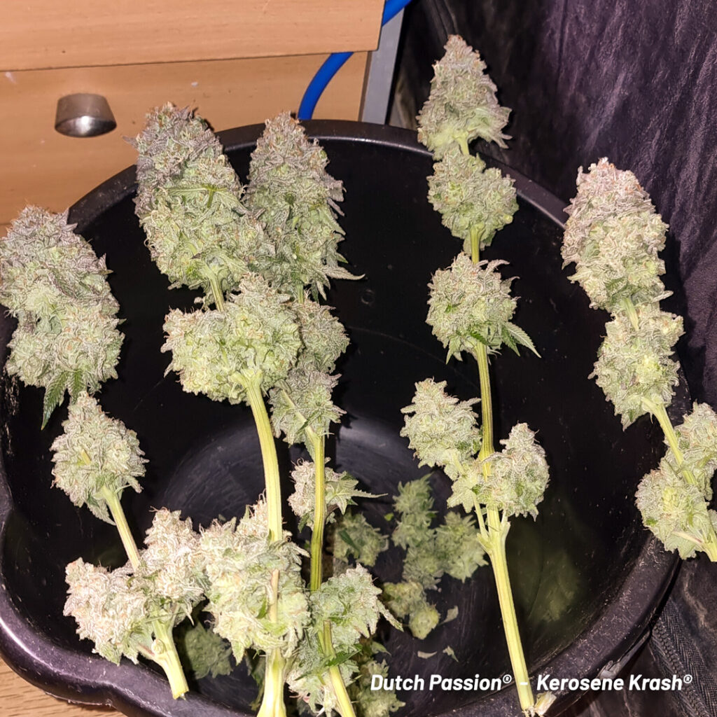 Kerosene Krash cannabis seed to harvest grow report by St Tom (S)