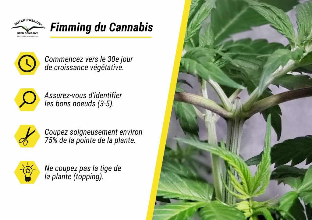 Fimming du cannabis en 4 étapes
