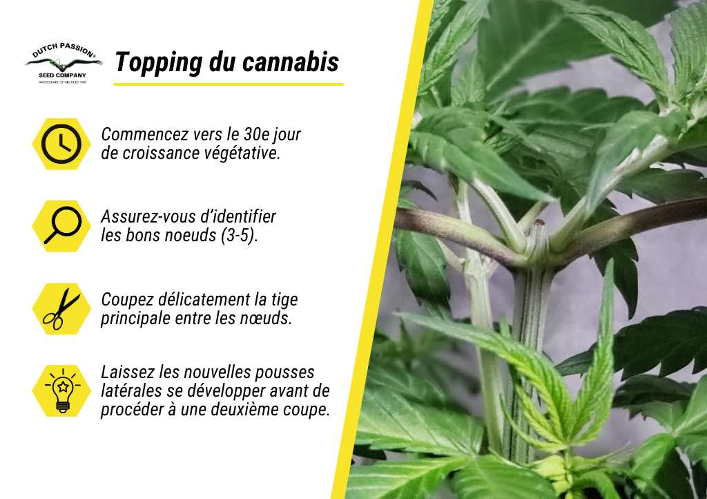 Topping du cannabis en 4 étapes