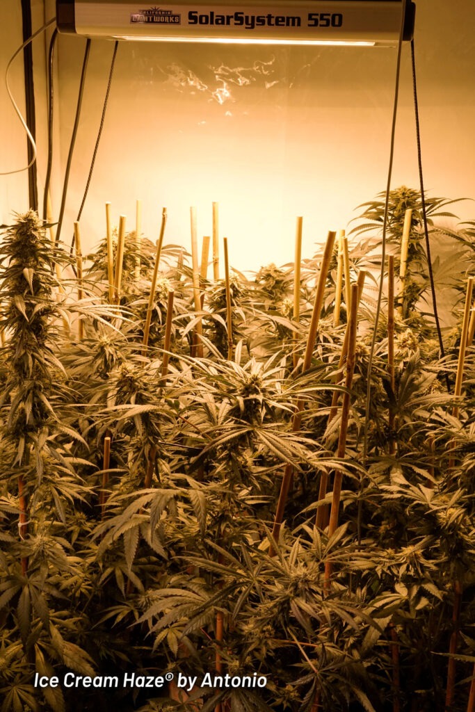 Ice Cream Haze cannabis seed to harvest grow report by Johnny Green (1)