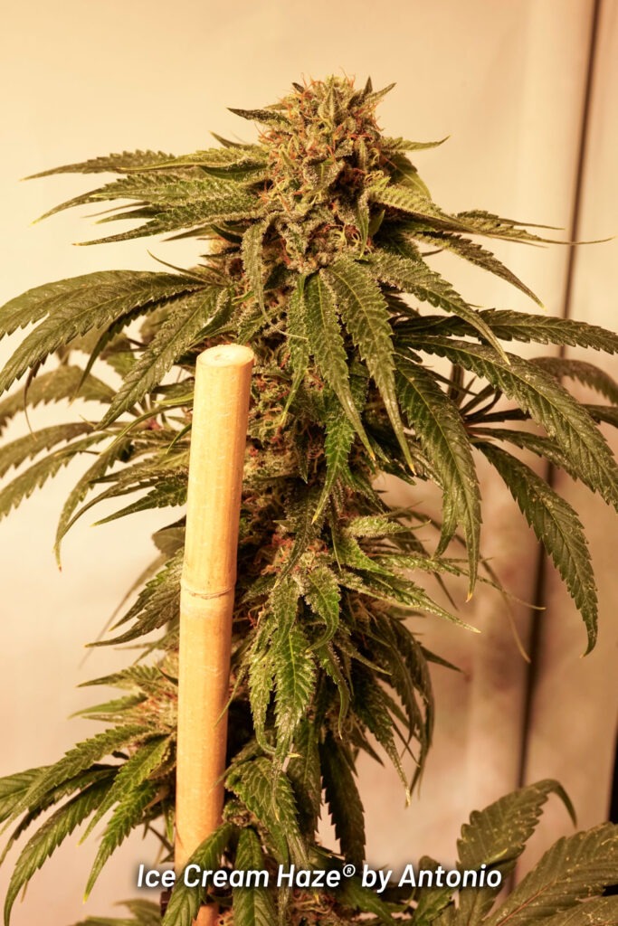 Ice Cream Haze cannabis seed to harvest grow report by Johnny Green (10)