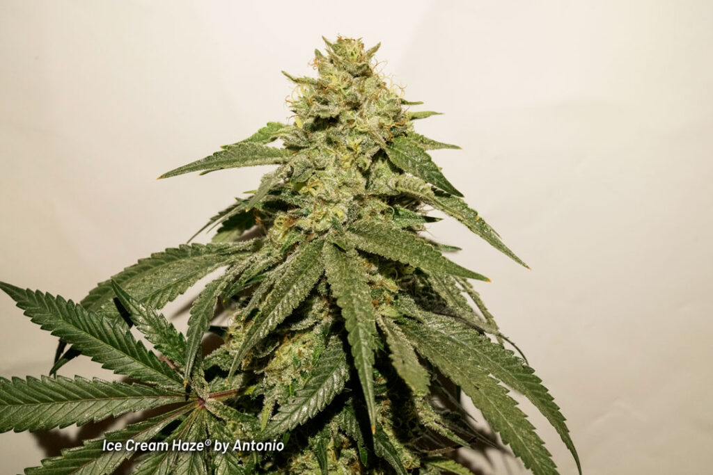 Ice Cream Haze cannabis seed to harvest grow report by Johnny Green (11)